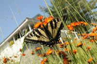 canadian tiger swallowtail